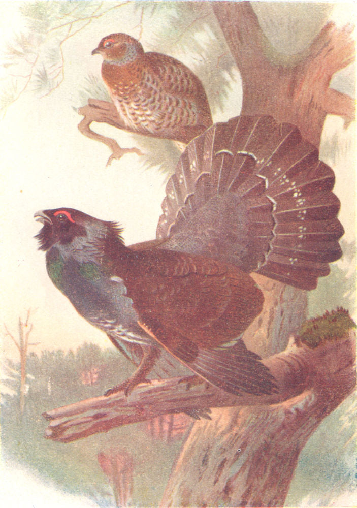 BRITISH BIRDS. Capercaillie. THORBURN 1925 old vintage print picture